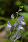 Showy skullcap